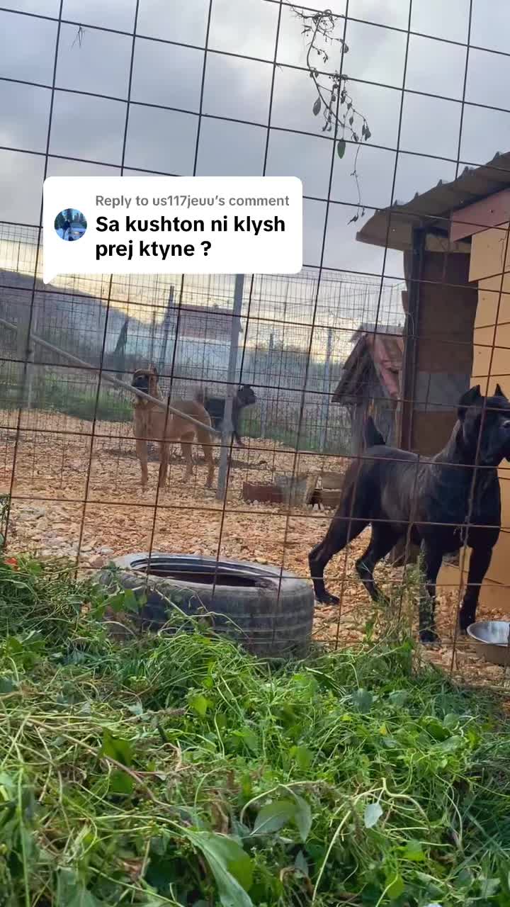 @NeroCaneCorsoKennel