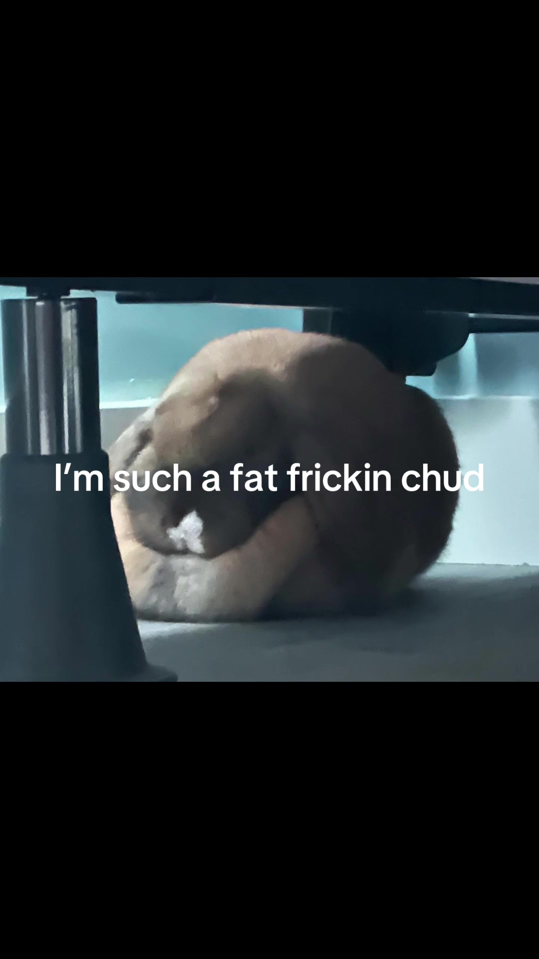@honeythebunny24
