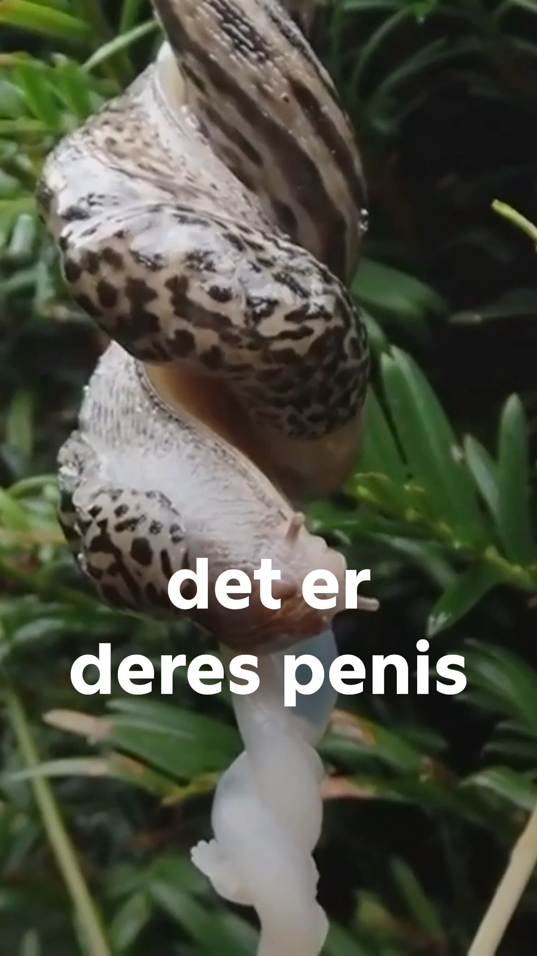 @Go&rsquo; morgen Danmark official