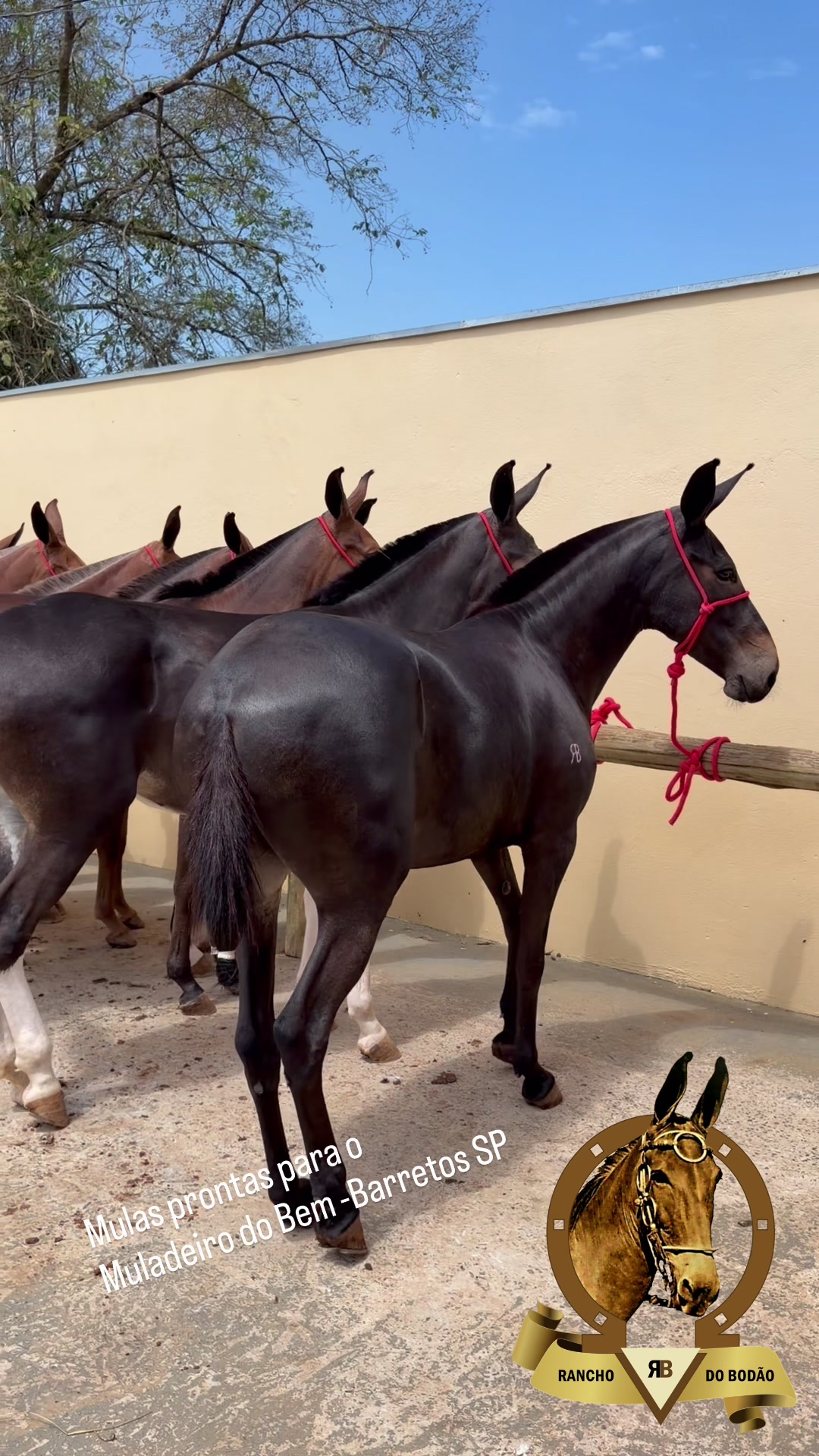 @Rancho do Bodão