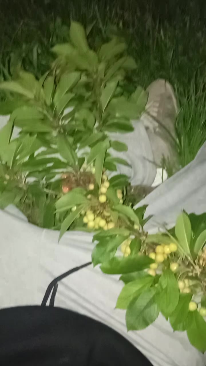 @32 ꜱᴀɴɪᴏᴋ ✵