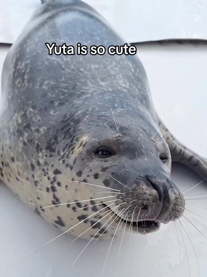 @Whysosealious?