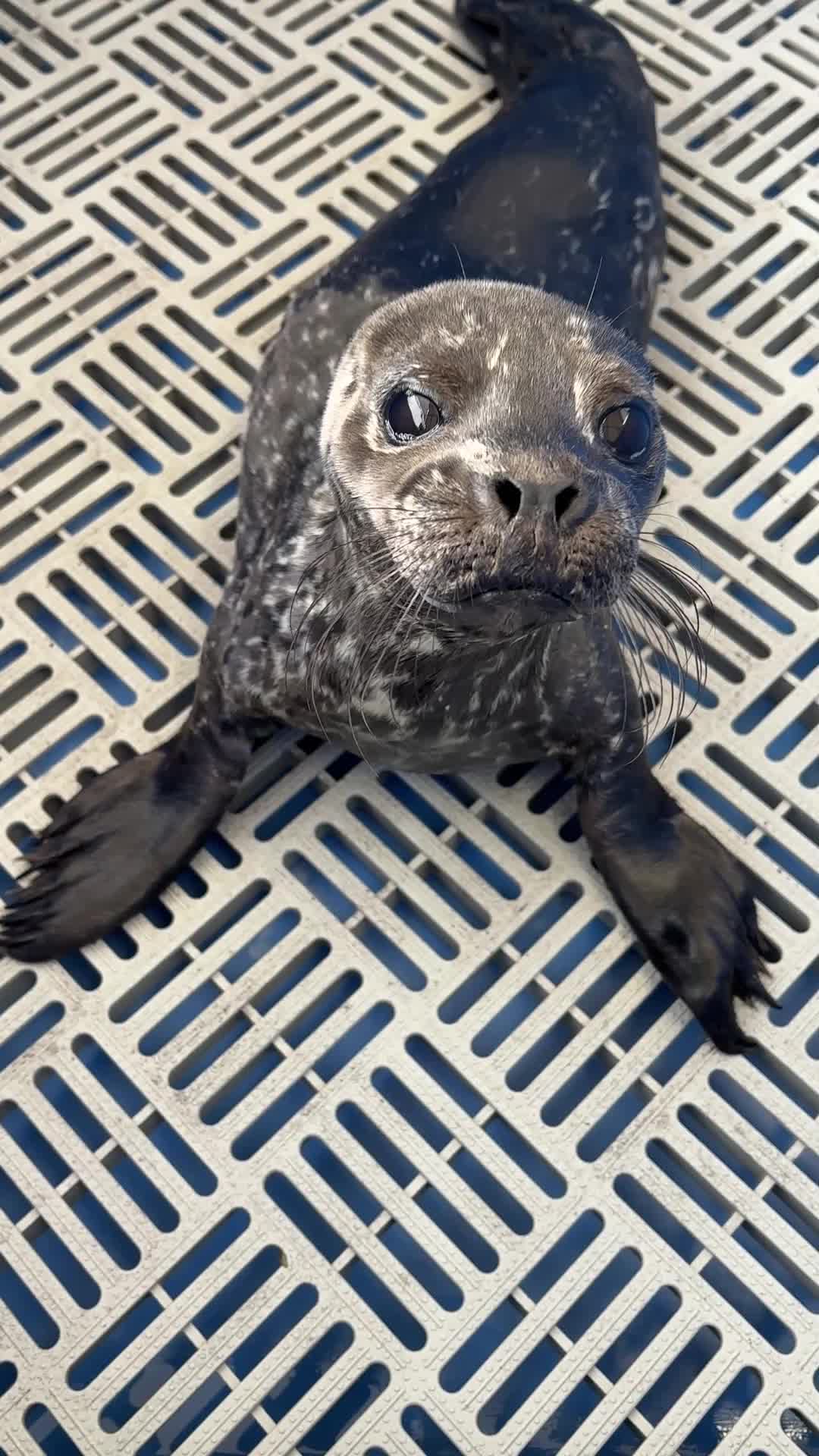 @Marine Mammal Rescue Society