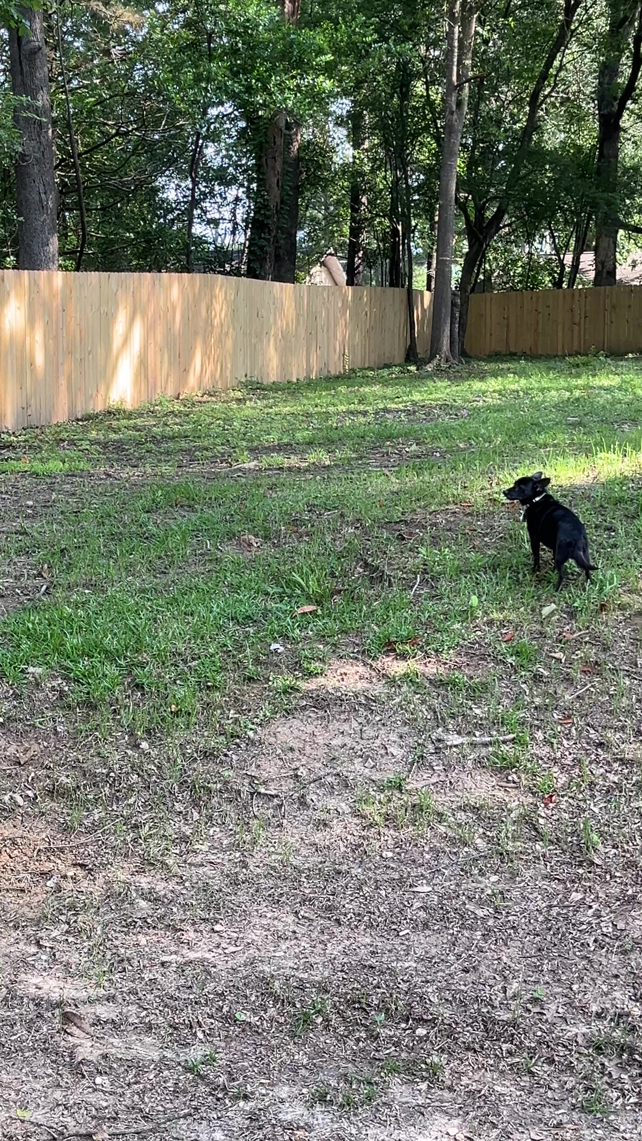 @Blackjack_Chihuahua