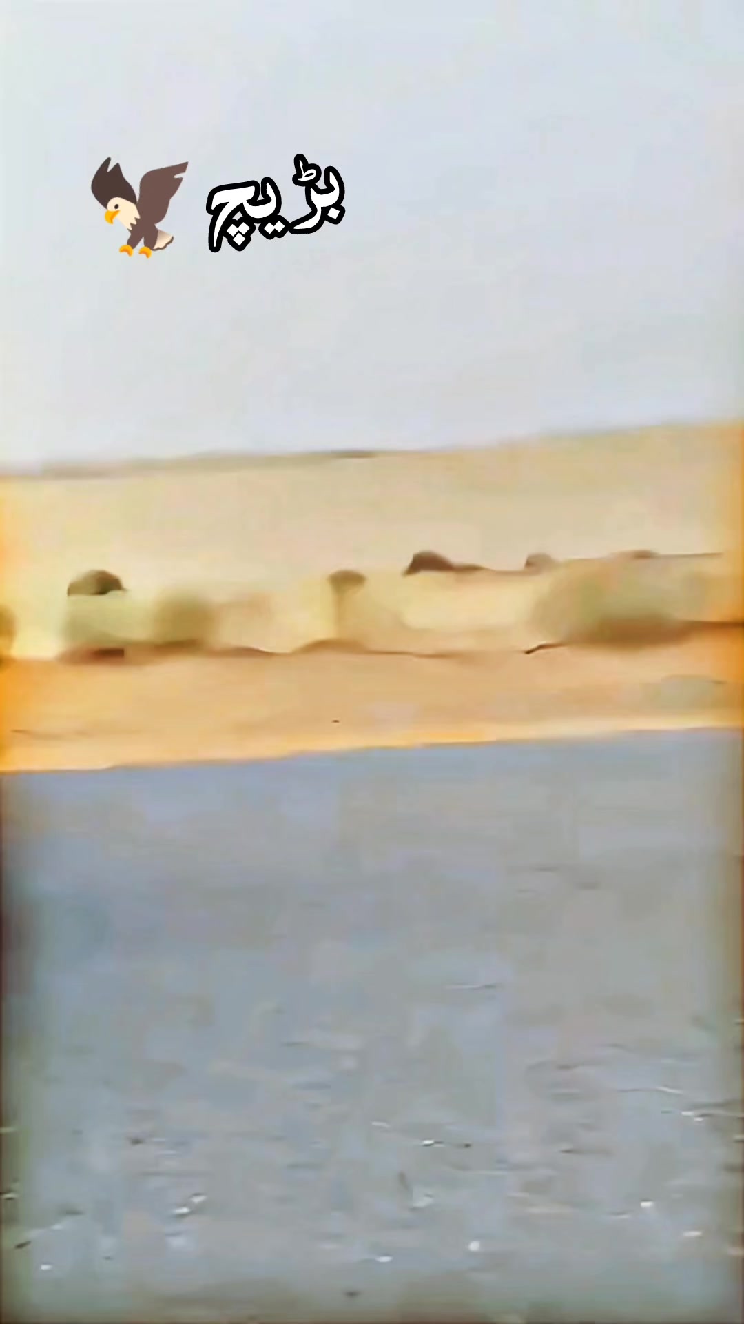 @بڑیچ یوتھ ونگ
