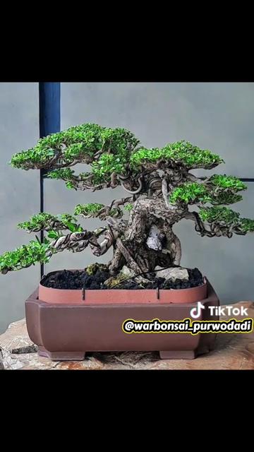 @warbonsai_purwodadi