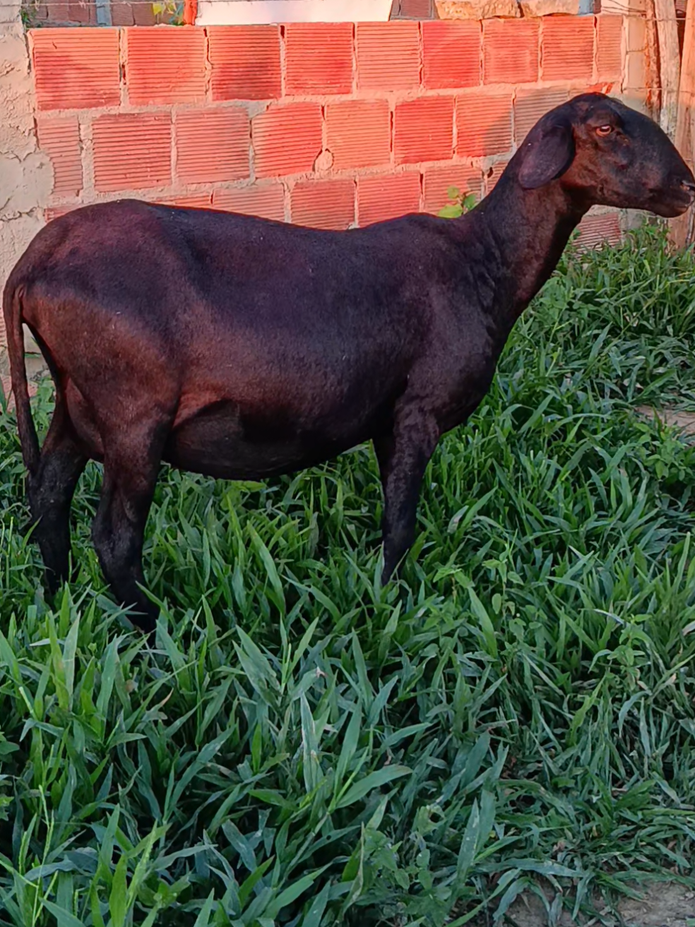 @Jo&atilde;o Deillison