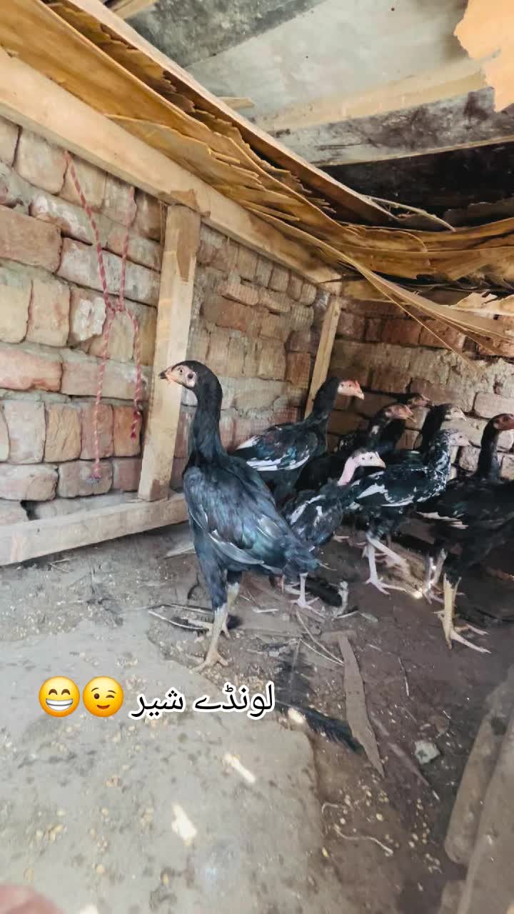 @شوق سرگودھا آ لے دا🔥🦅🐦&zwj;🔥😈