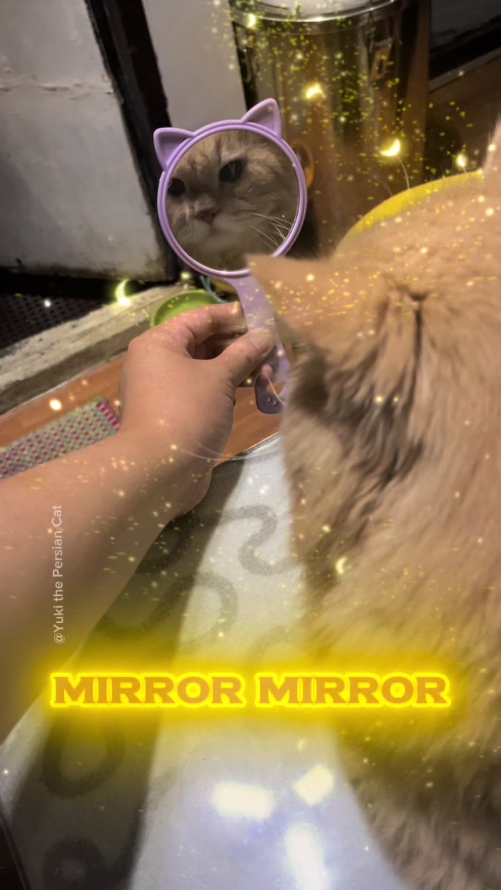 @Yuki the Persian Cat