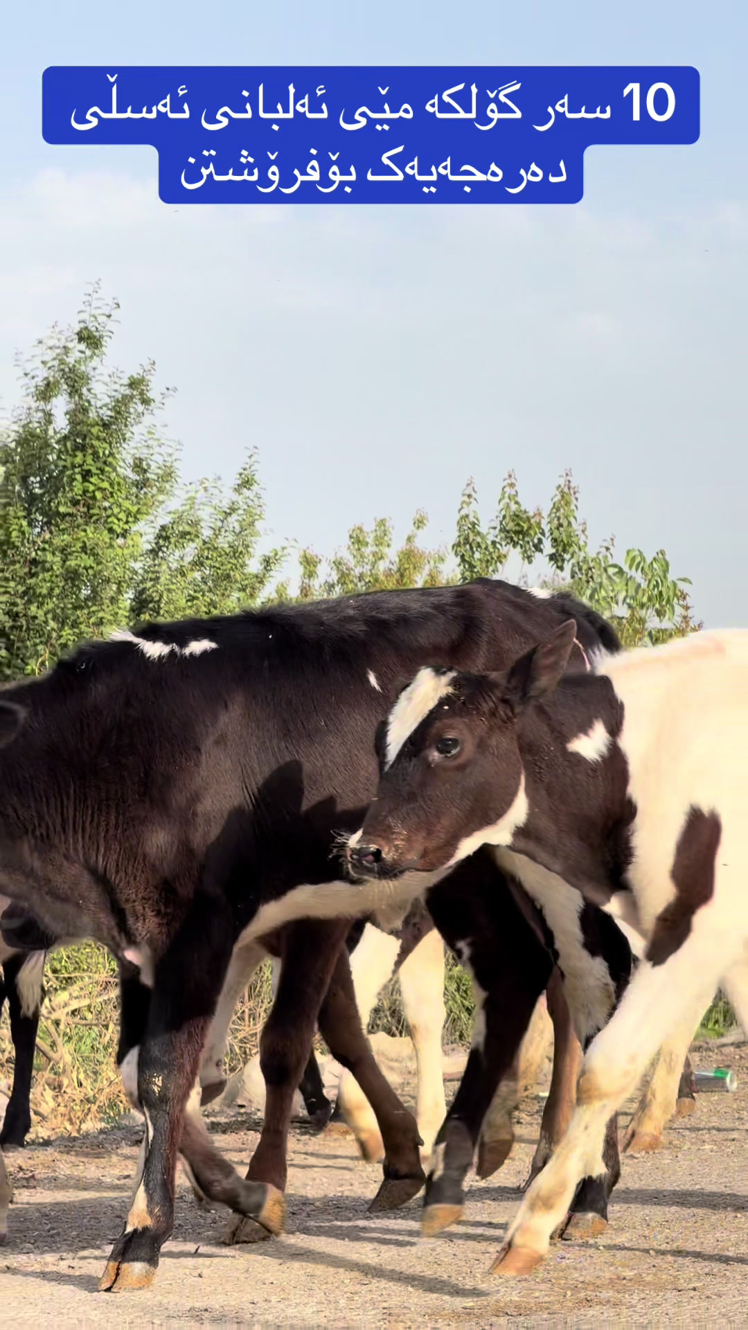 @مەیدانی ئاژەڵانی محمد 🐄🐂