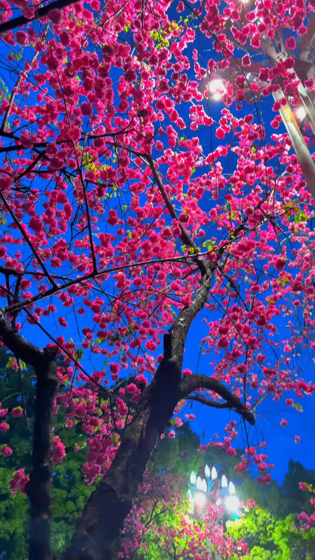 @🍂𝑹𝒊𝒚𝒂𝒏🥀
