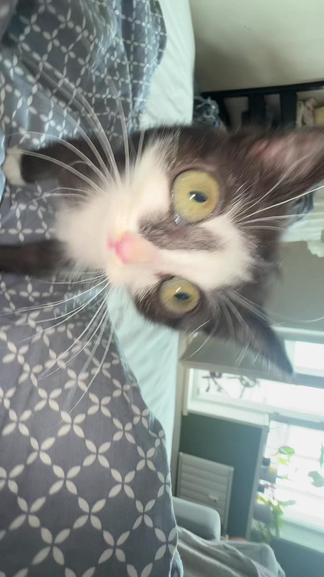 @Lilo the kitty
