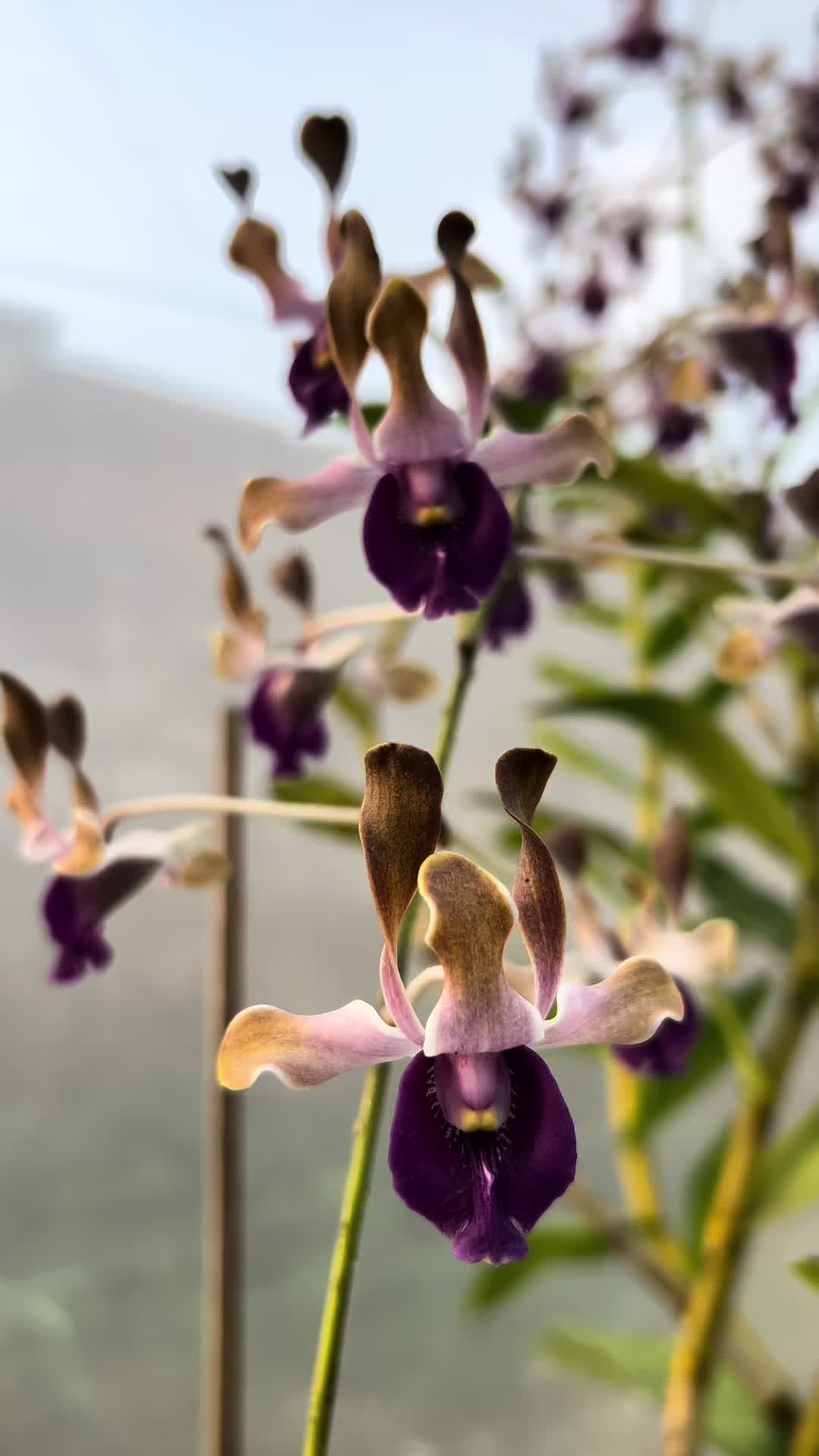 @Anggina Orchid