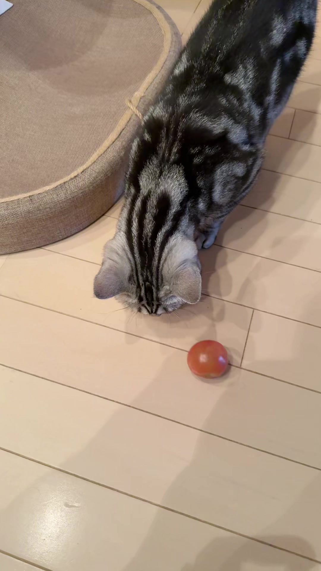@パンダコンダ