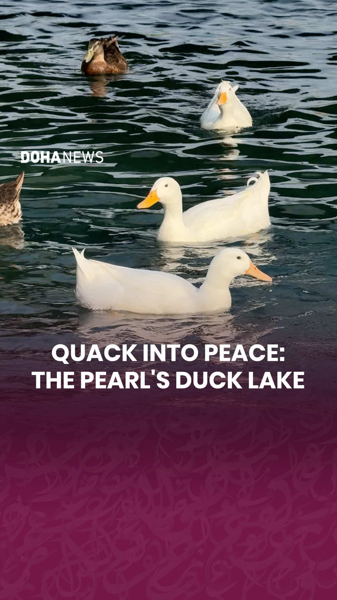 @Doha News