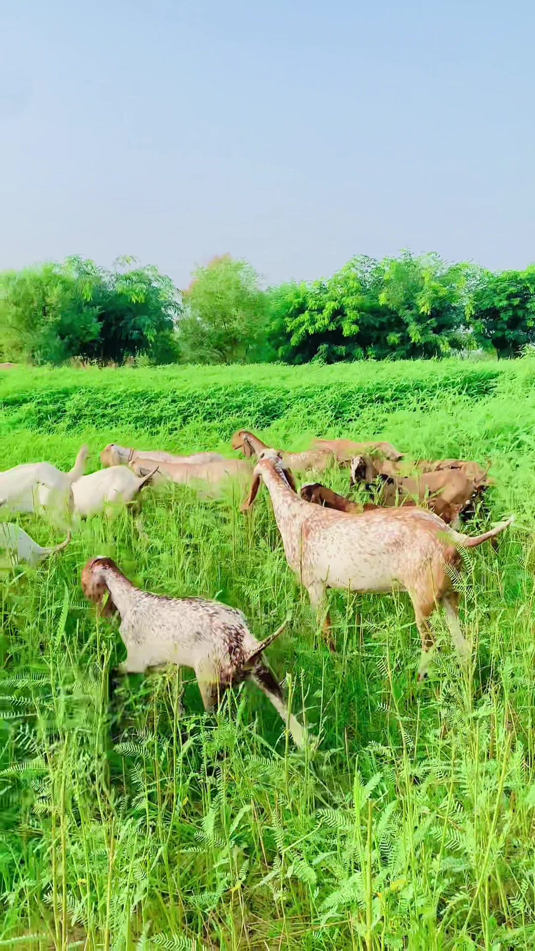 @Ayyan goat