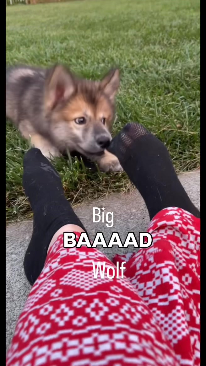 @a_girl_and_her_wolf