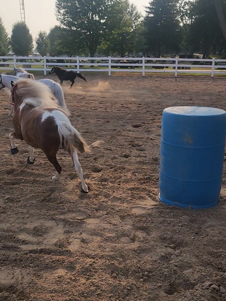 @minihorsemomandtrainer🐴🐴🐴🐴