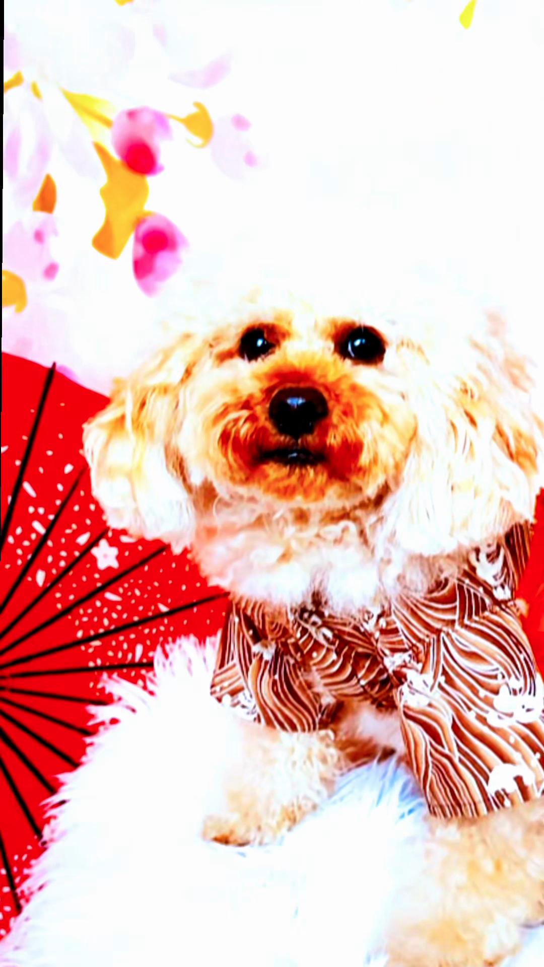 @ブチムギ🐶チャンネル