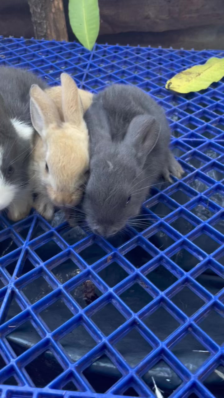 @HappyHoppersRabbitry