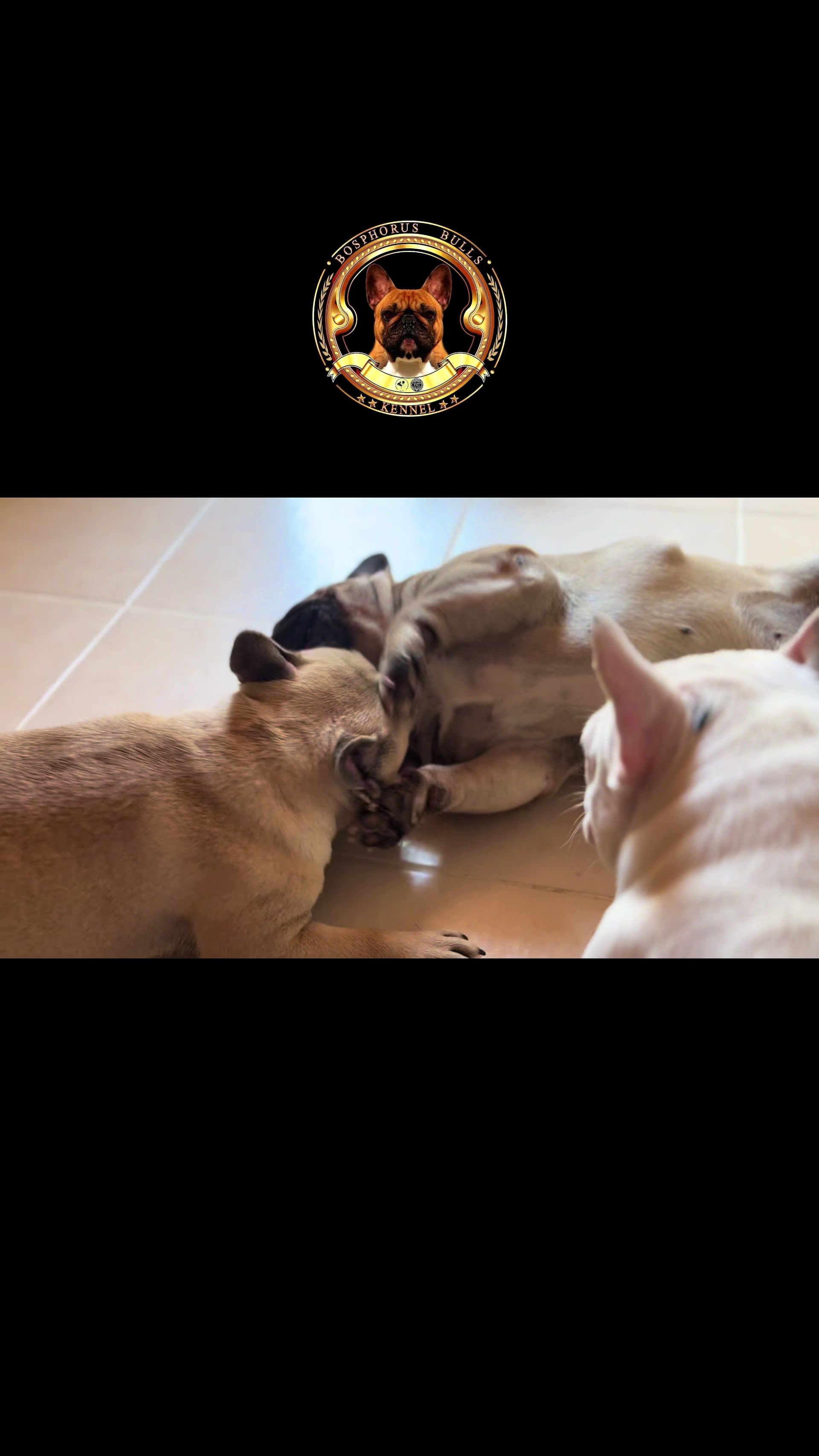 @Bosphorus Bulls French Bulldog