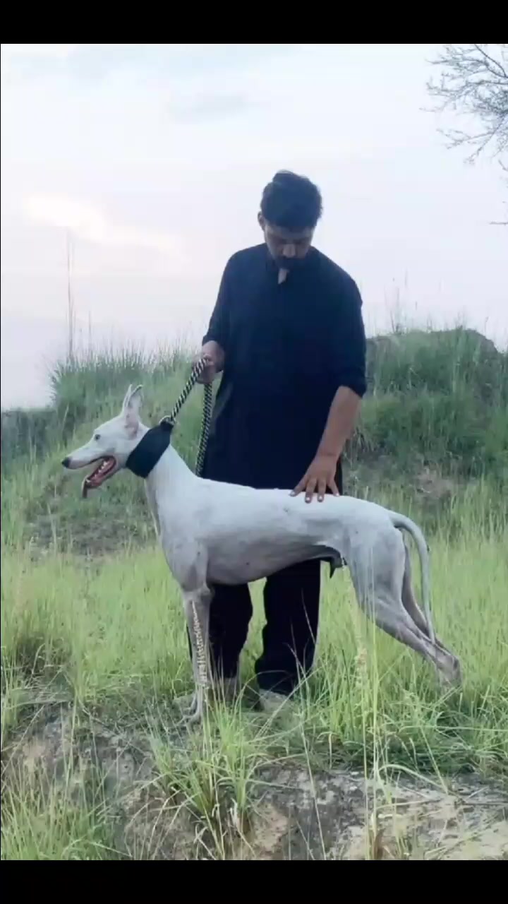 @چوہدری  حمزہ گجر🐾