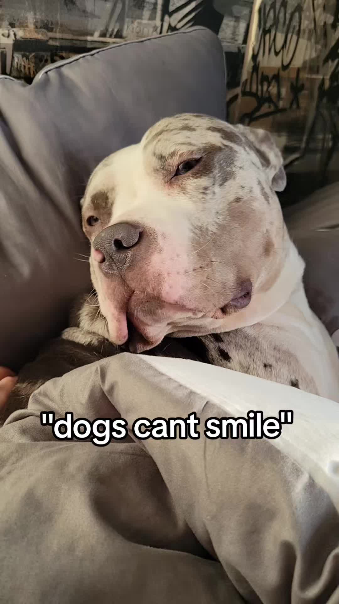 @kirsty+starlight the xl bully