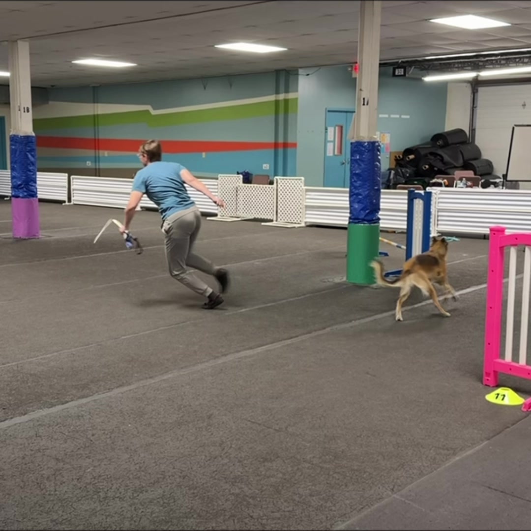 @Laura Waudby - Dog Sports