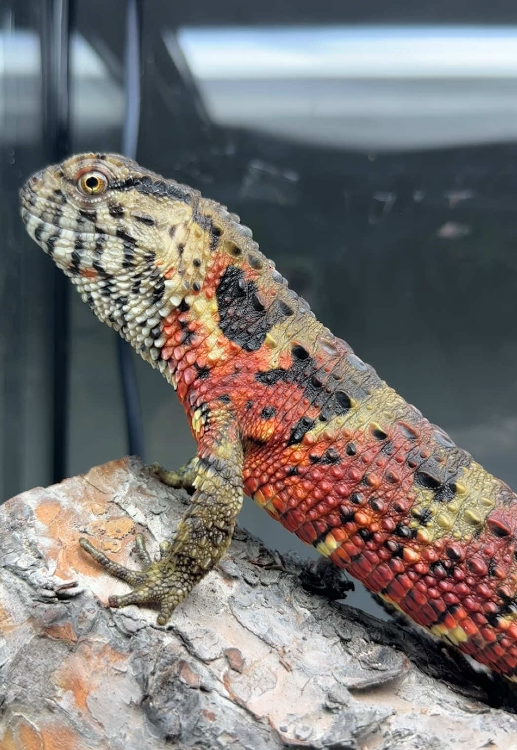 @HerpTime