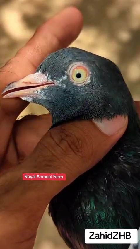 @ZahidZHB