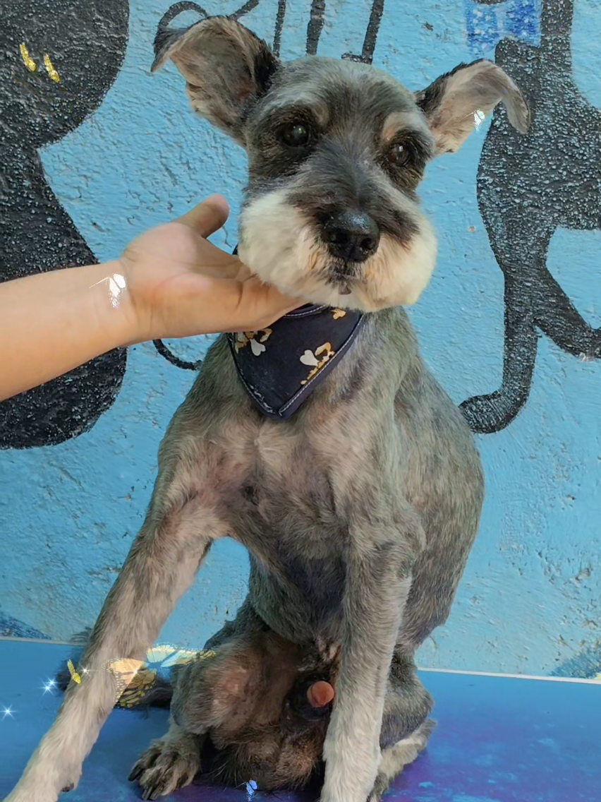 @💈🐾DOG GROOMER🐾💈