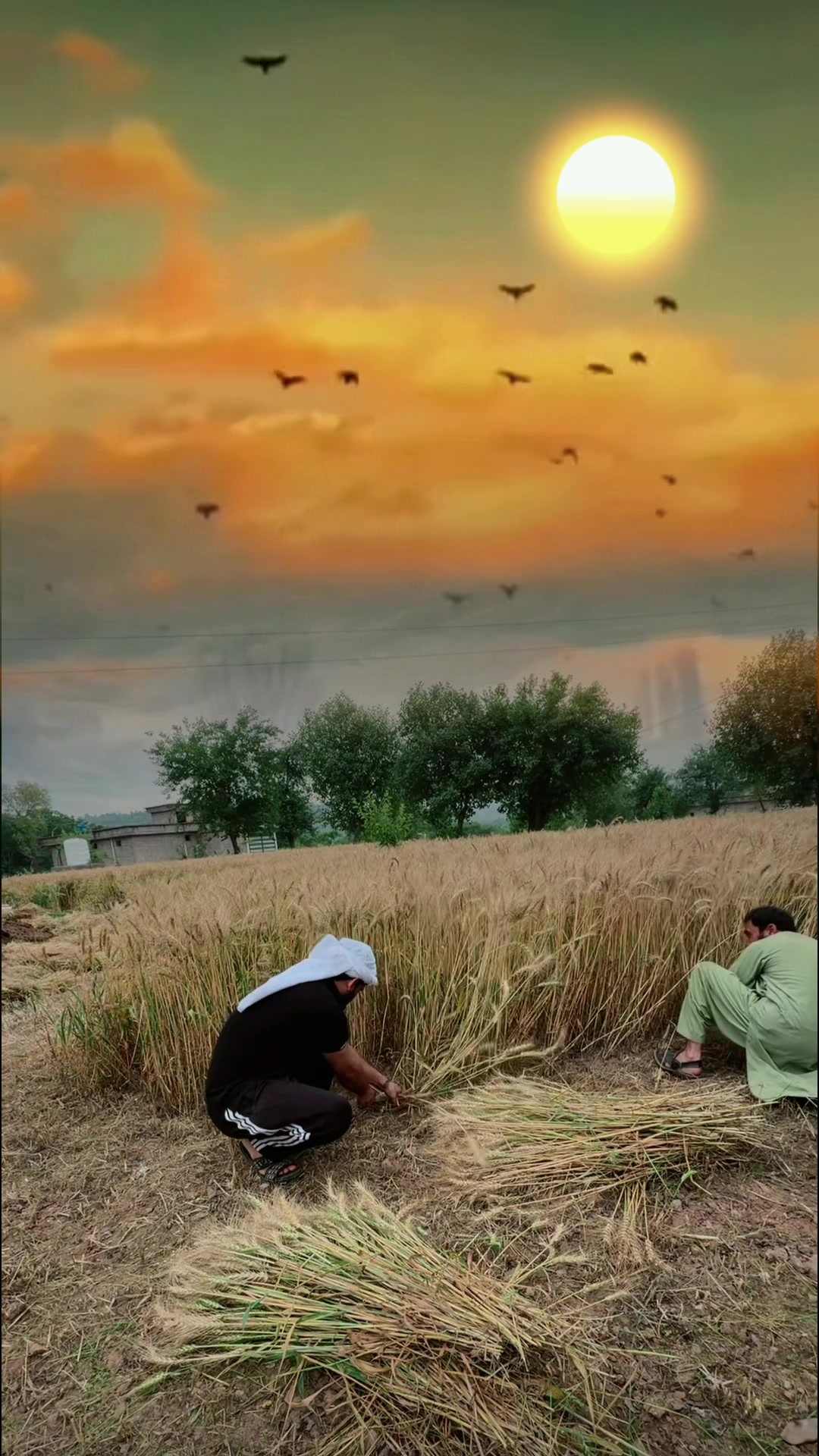 @rashid Kashmiri 01