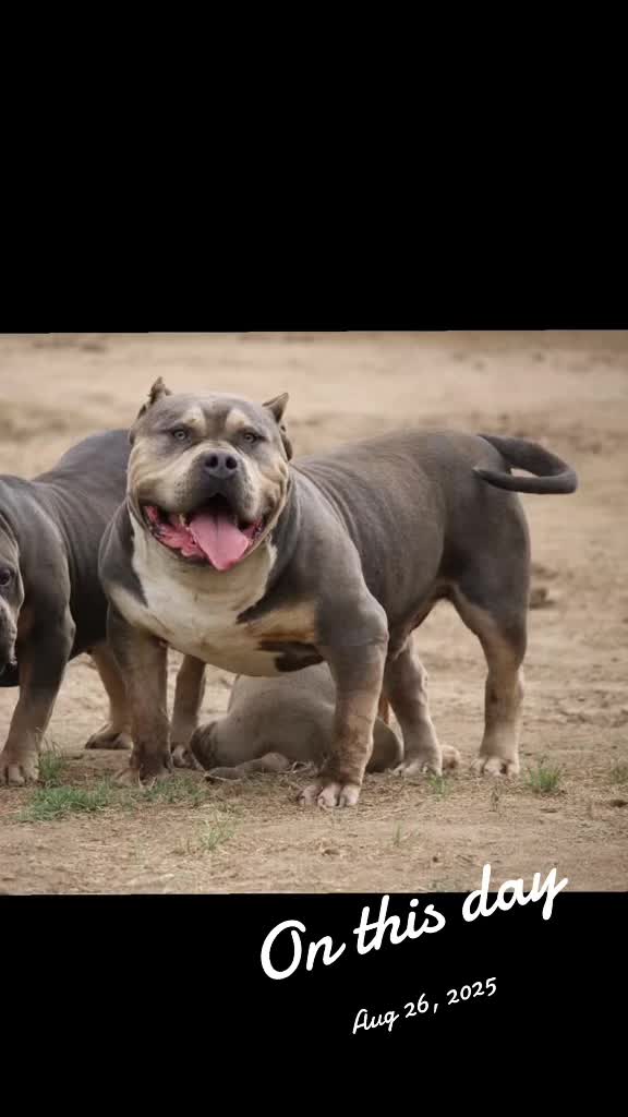 @@Dublinekennels