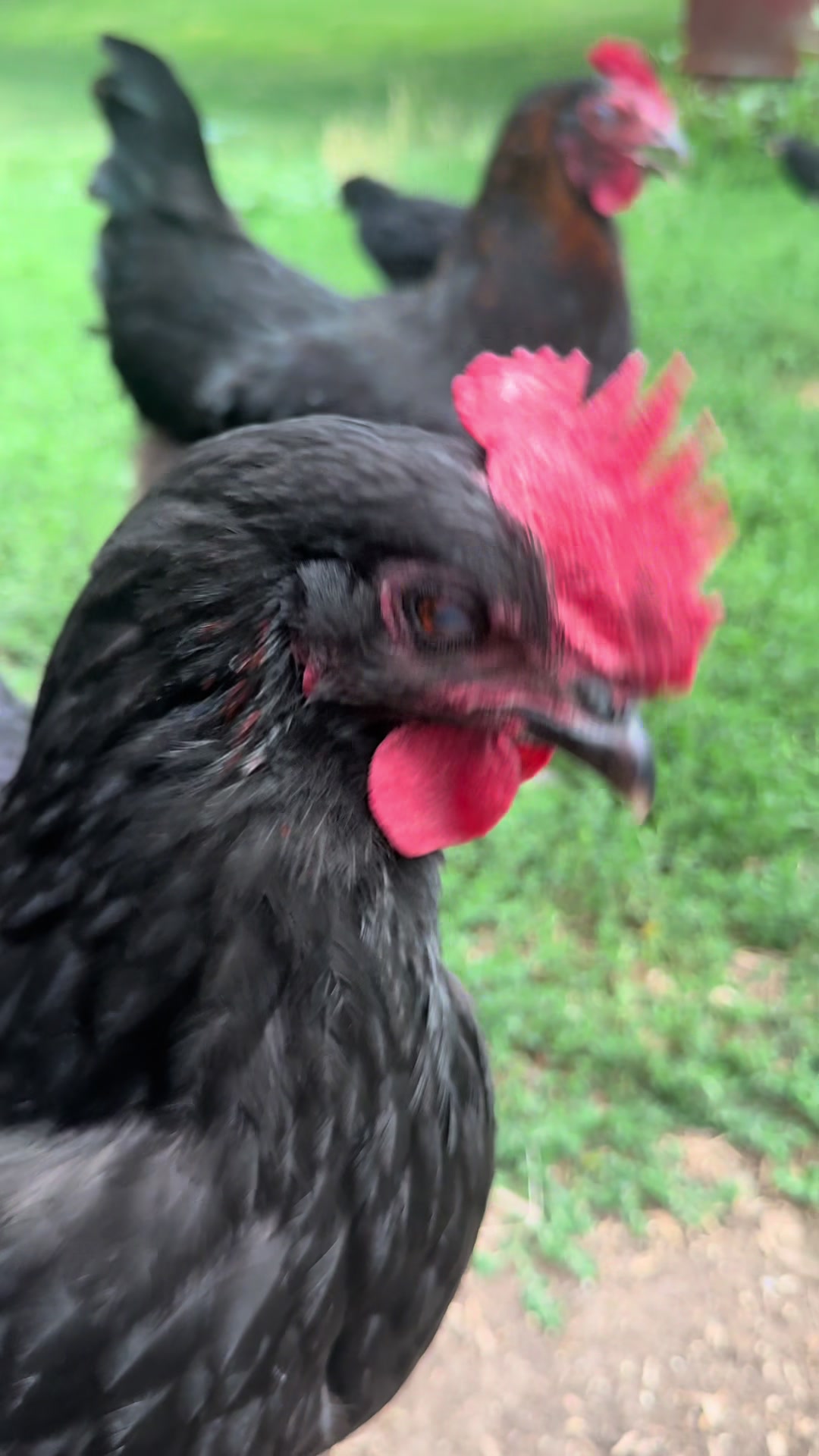 @HenStagram 📸🐔