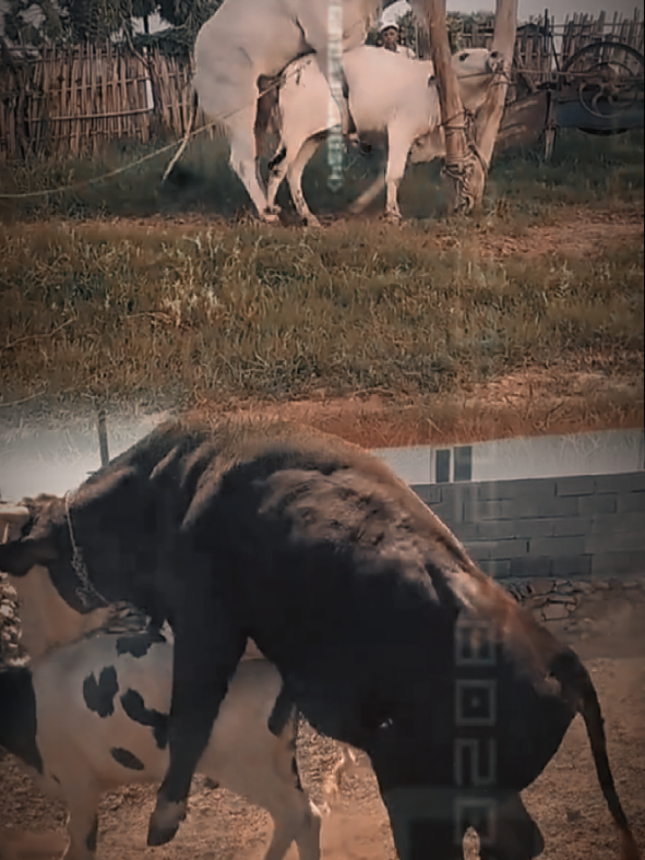 @animalkang1