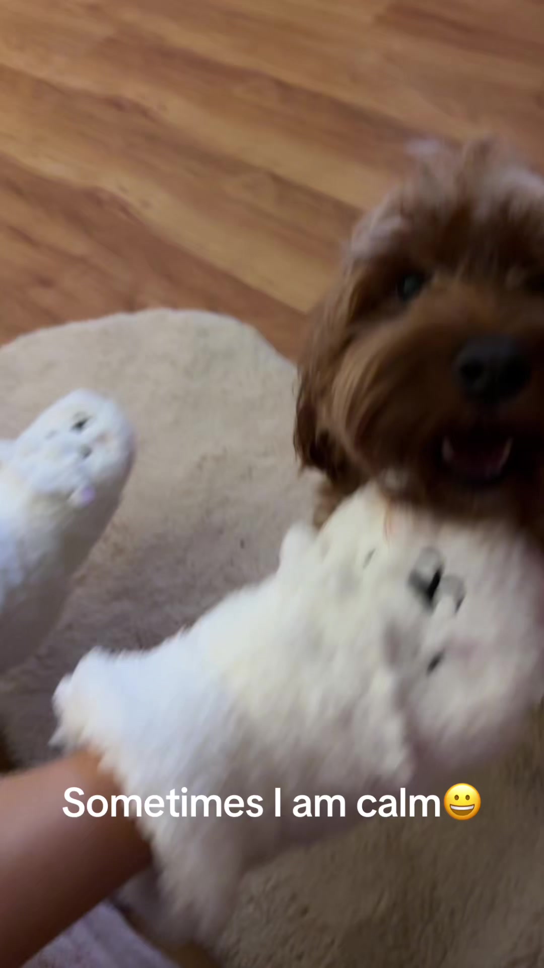 @Teddy the cutie pie