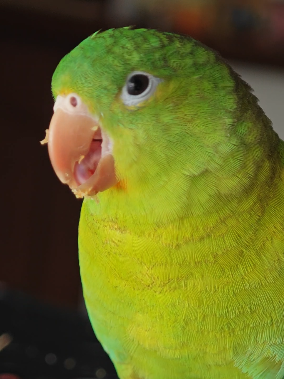 @Pohli