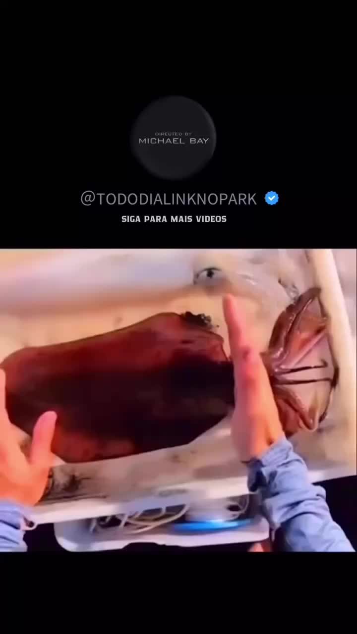 @adelina.als