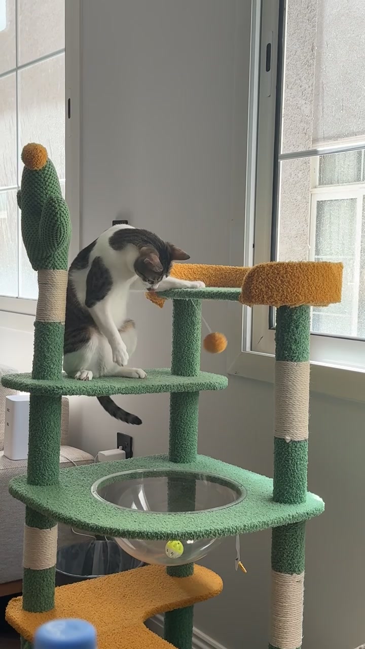 @Mahbooba The Cat