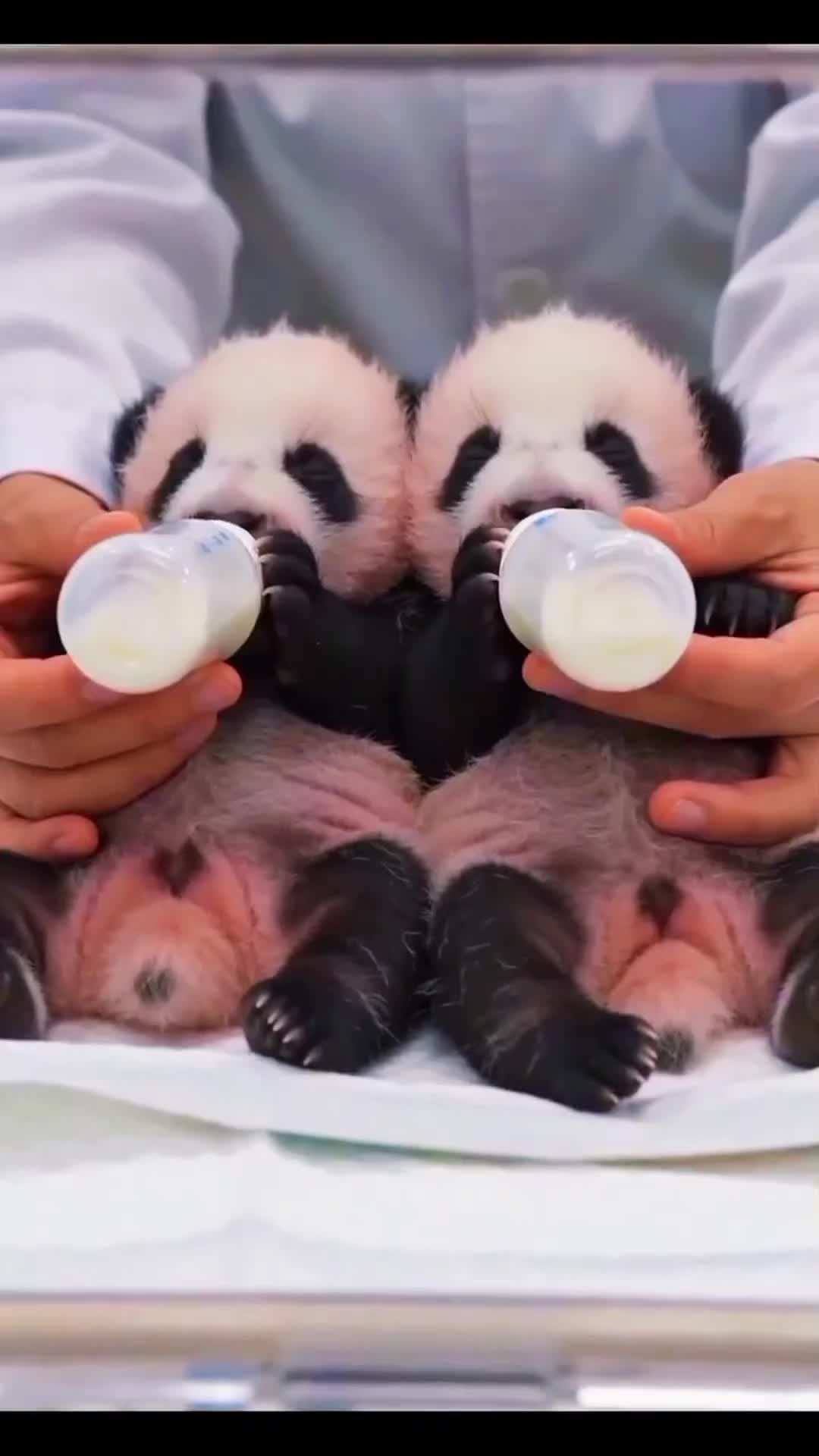 @CutekittenClub