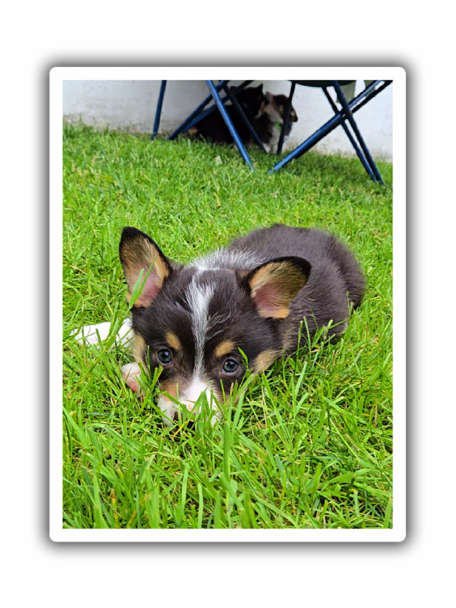 @J&R Shepherds & Corgis