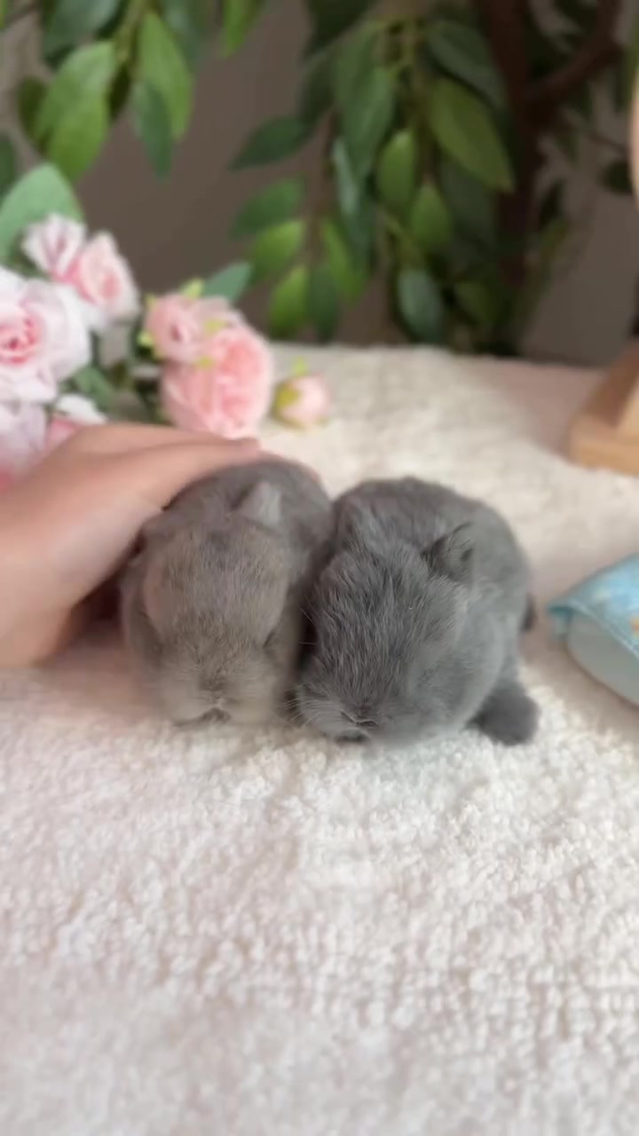 @Fluffy Bunny Orlando