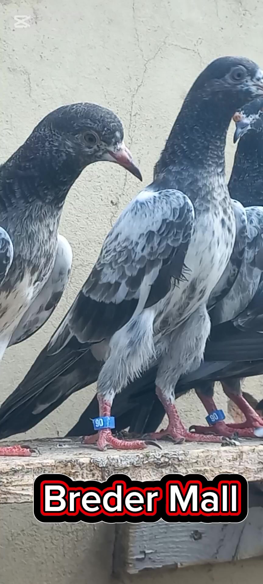@Ranakasuripigeon