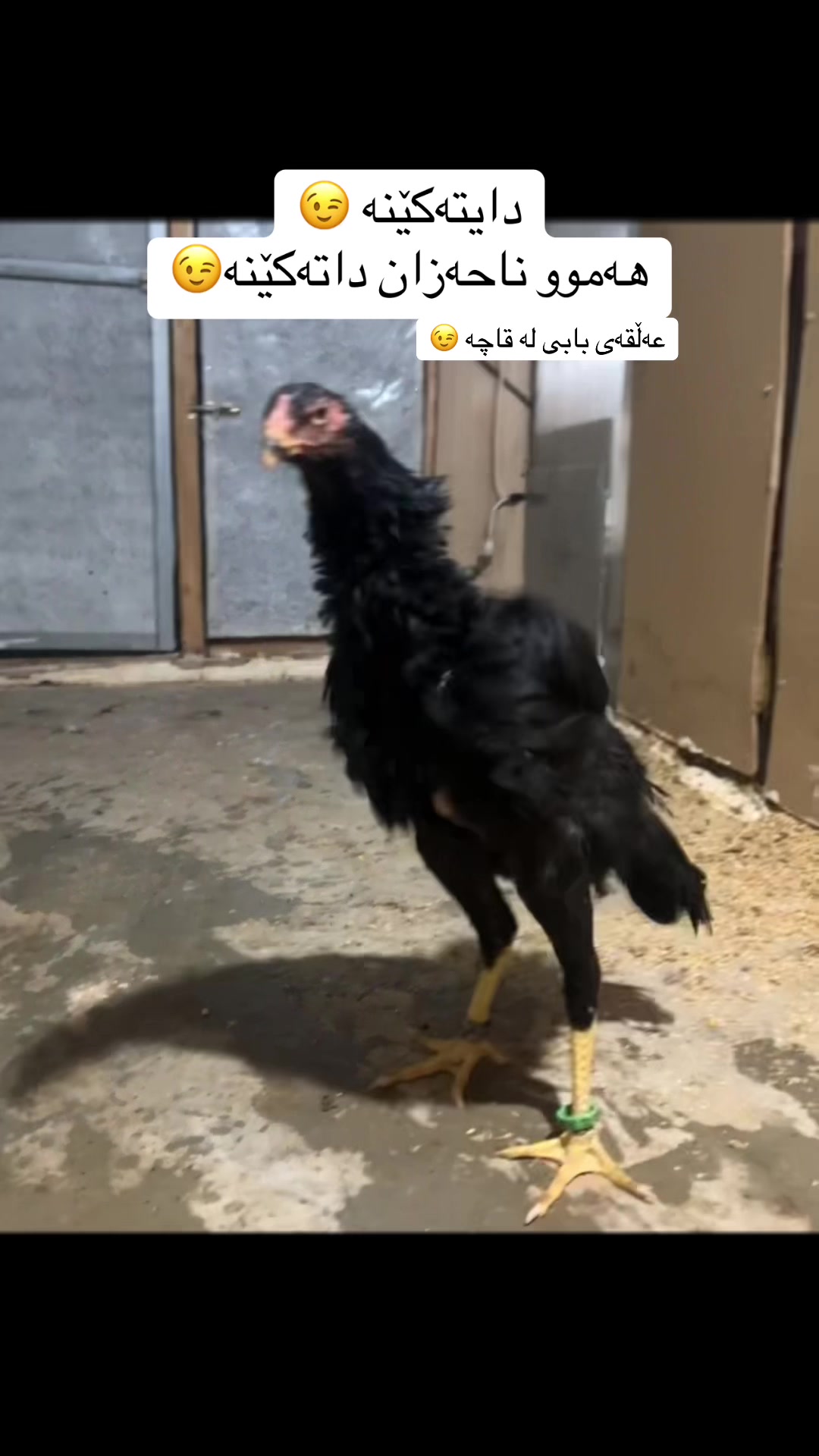 @ئۆشامۆ عبدالله🥇