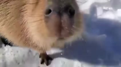 @Capybarabaramedia