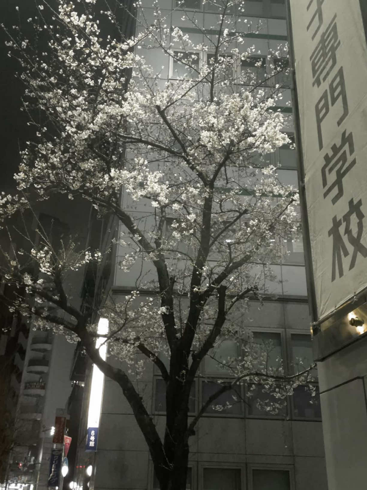 @۶ৎ 🦢🤍 𝐁𝐞𝐨𝐦𝐬𝐞𝐨𝐤 🩶🦢