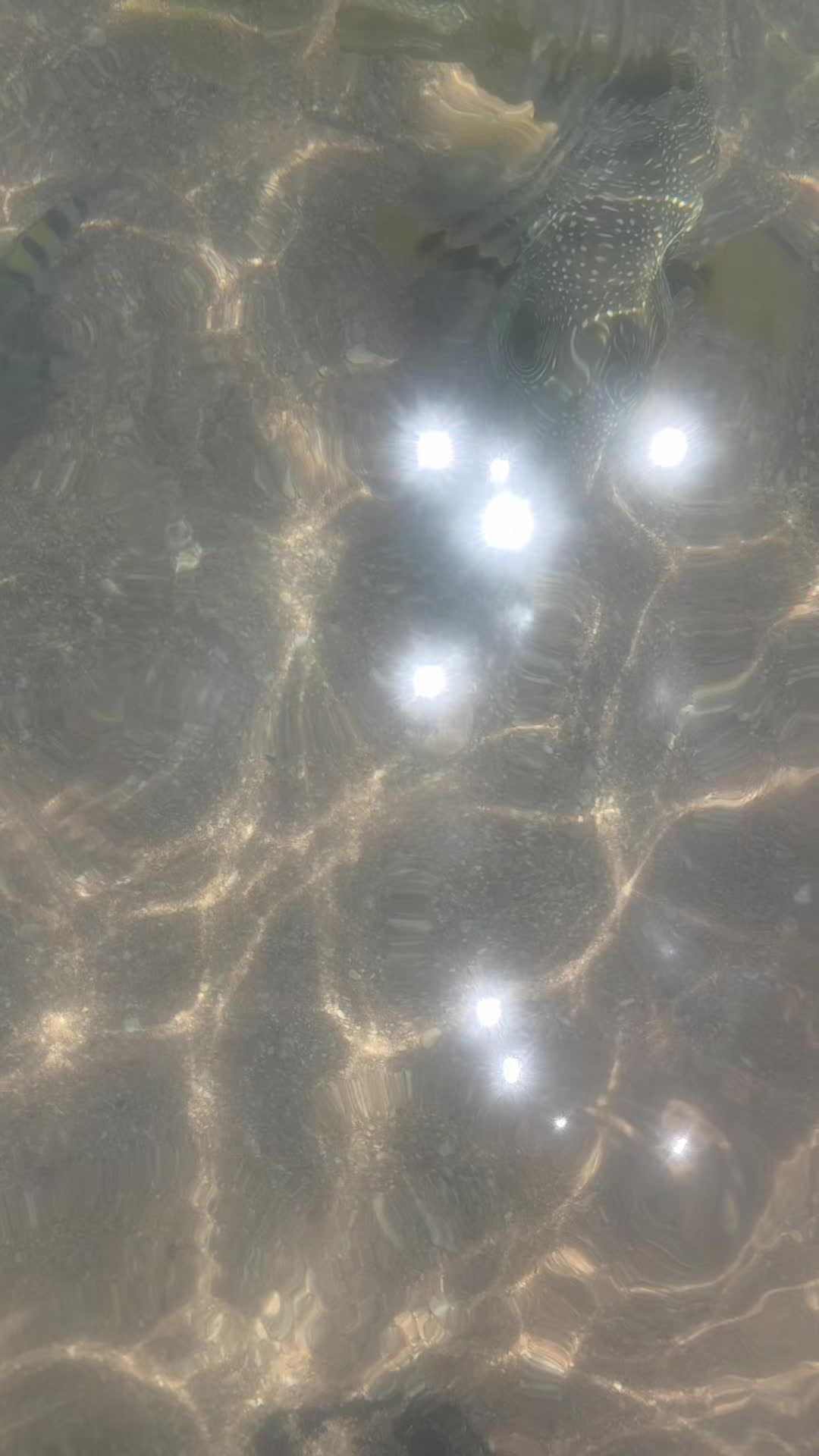 @𝑺𝒐𝒇𝒉𝒊𝒂