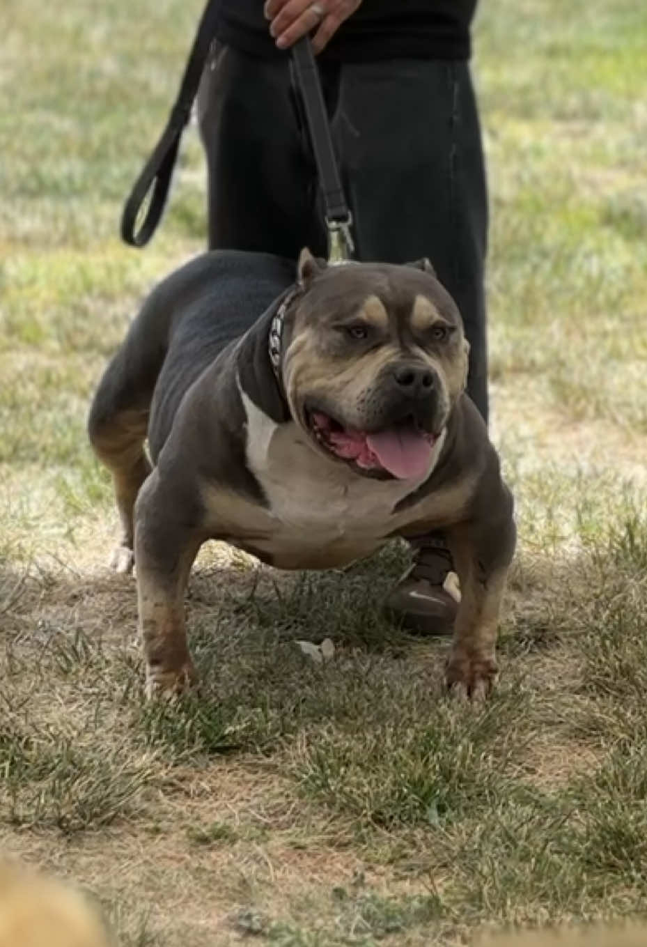 @@Dublinekennels