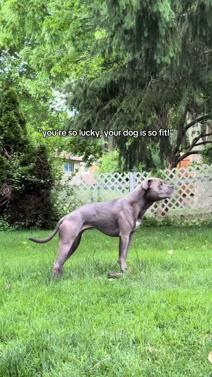 @Native Pet