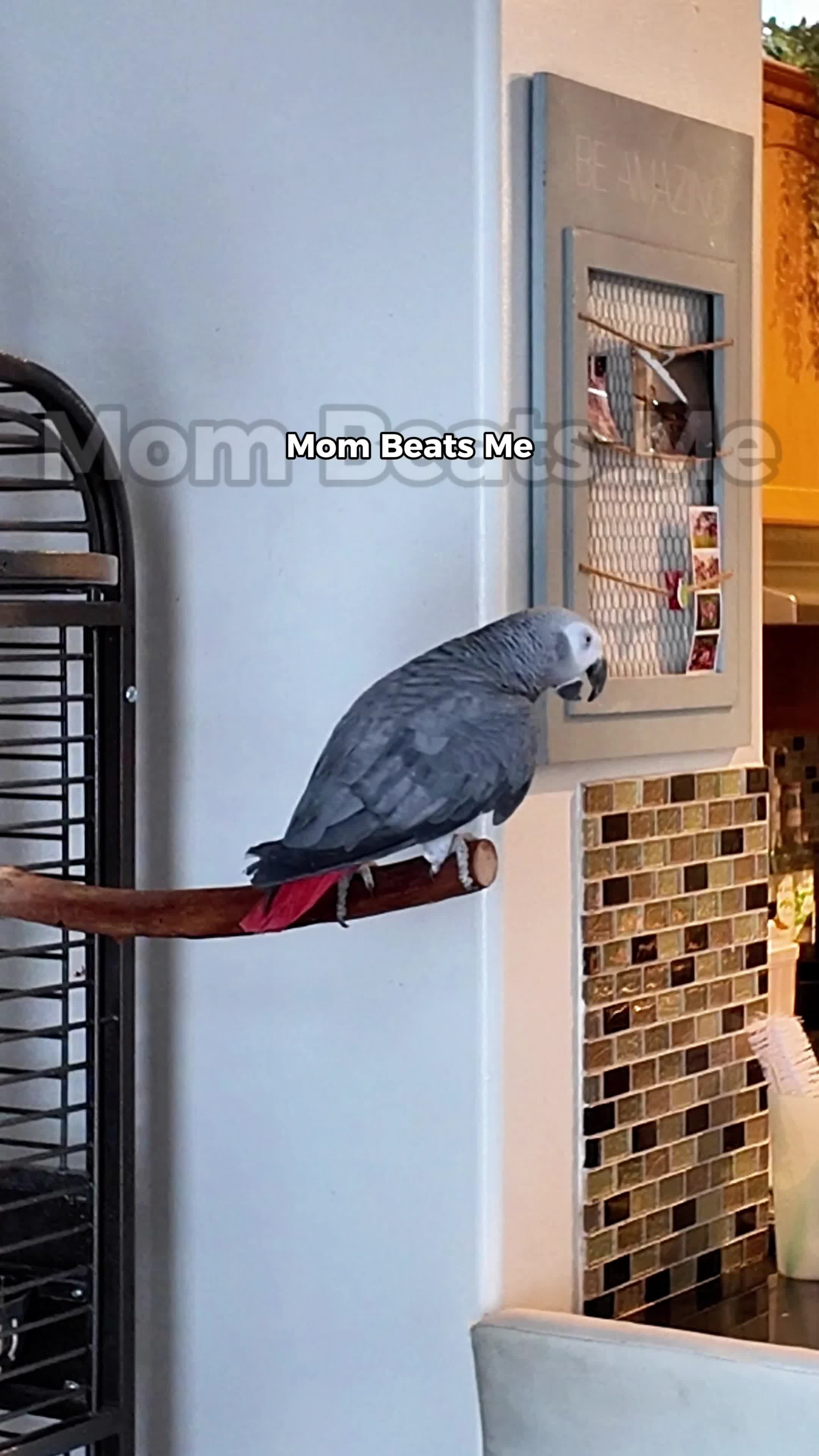 @Gizmo The Grey Bird